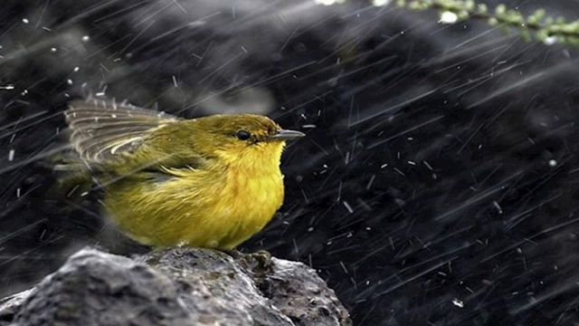 ayn-ra-baran-gft-bh-mn-tarq