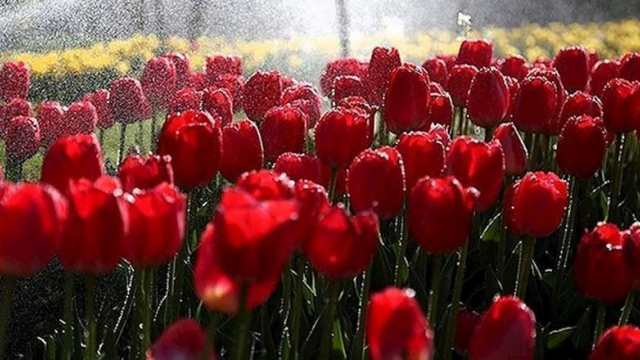 rfth-bh-bad-bagh-mn-tarq